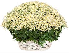Цветочная композиция из Ромашки в корзине #REPLACE_PRED# Уляпе